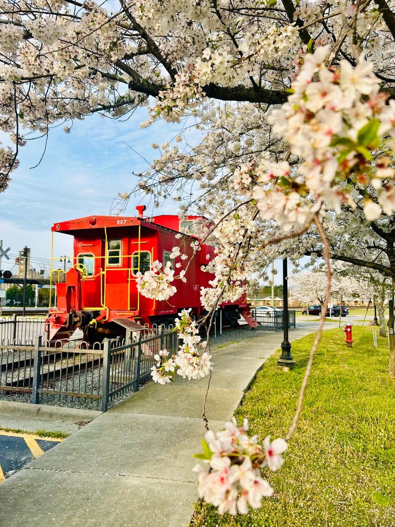 Red caboose train car surrounded by blooming trees in Selma, North Carolina.