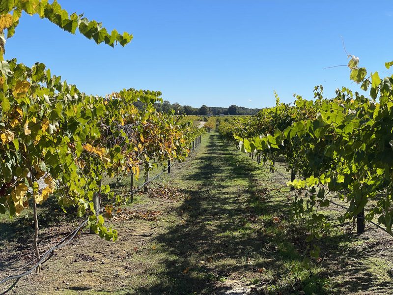 Rows of grapevines at Hinnant Family Vineyards under a clear sky in Selma, North Carolina.