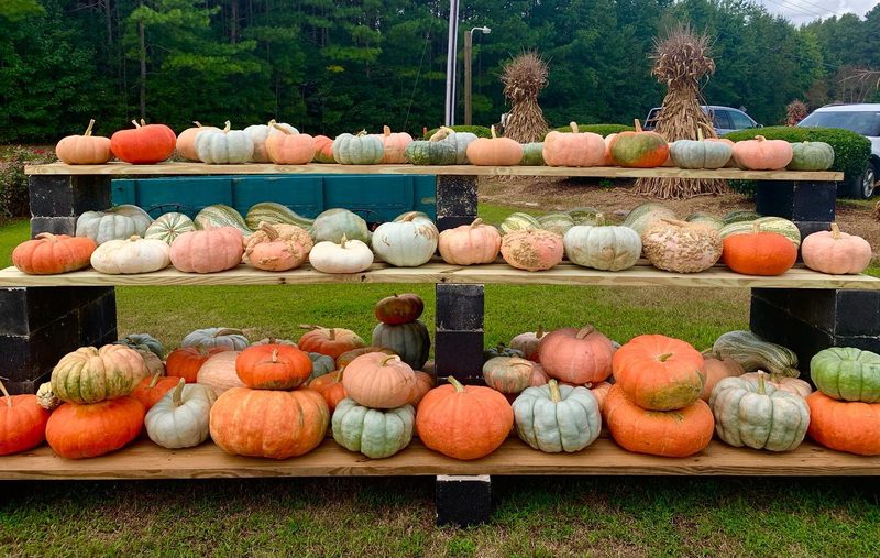 Display of colorful pumpkins and gourds at Hill Ridge Farms in Youngsville, North Carolina.